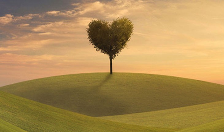 heart shaped tree in field