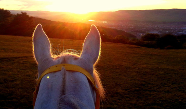 horse sunset