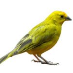 image of yellow-green bird