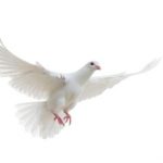 image of dove taking flight