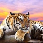 tiger resting on rock